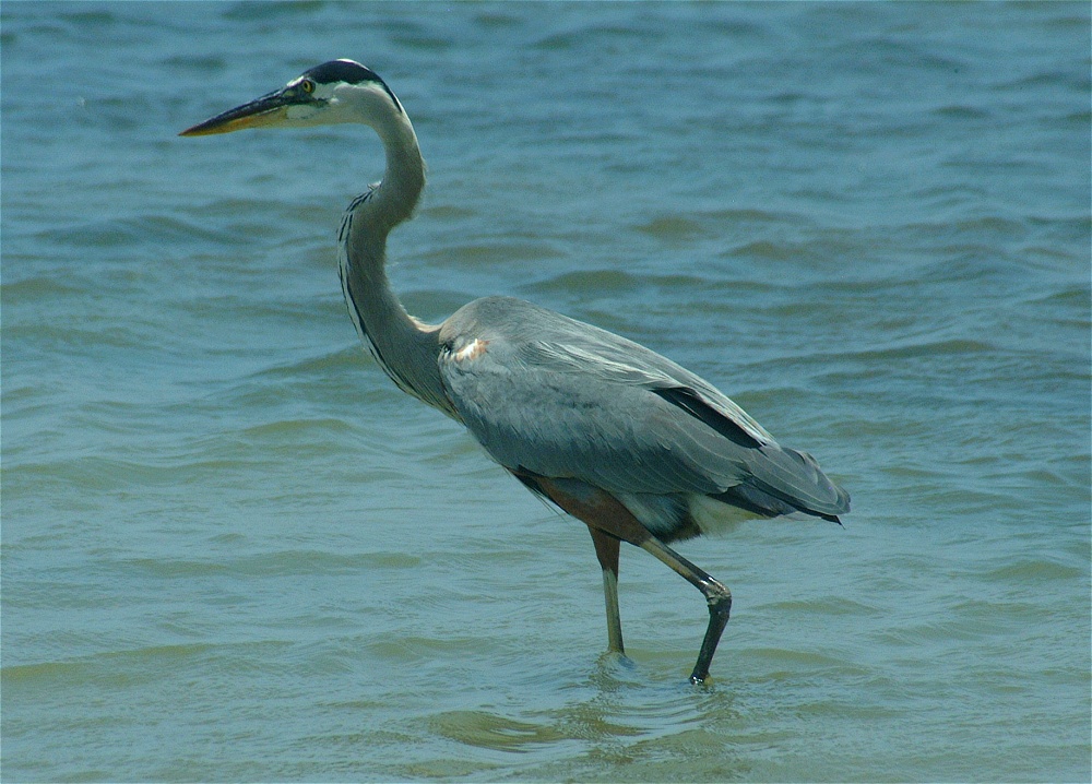 (31) Dscf5296 (great blue heron).jpg   (1000x718)   276 Kb                                    Click to display next picture